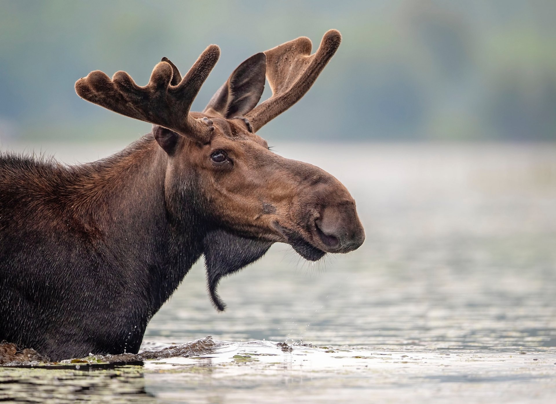 HD PC desktop wallpaper featuring a close-up of a moose standing in water with a blurred natural background.