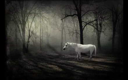HD desktop wallpaper of a fantasy forest scene featuring a majestic white unicorn standing amidst shadowy trees.