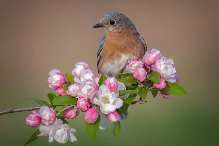  Female Eastern Bluebird by Philip Dunn
