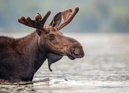 HD PC desktop wallpaper featuring a close-up of a moose standing in water with a blurred natural background.