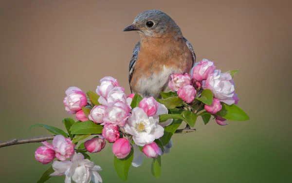  Female Eastern Bluebird by Philip Dunn