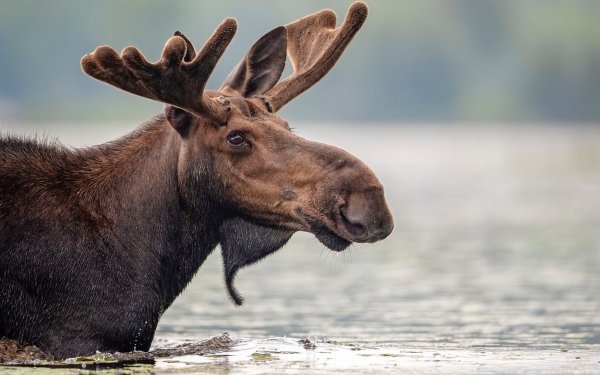 Animal Moose HD Wallpaper | Background Image
