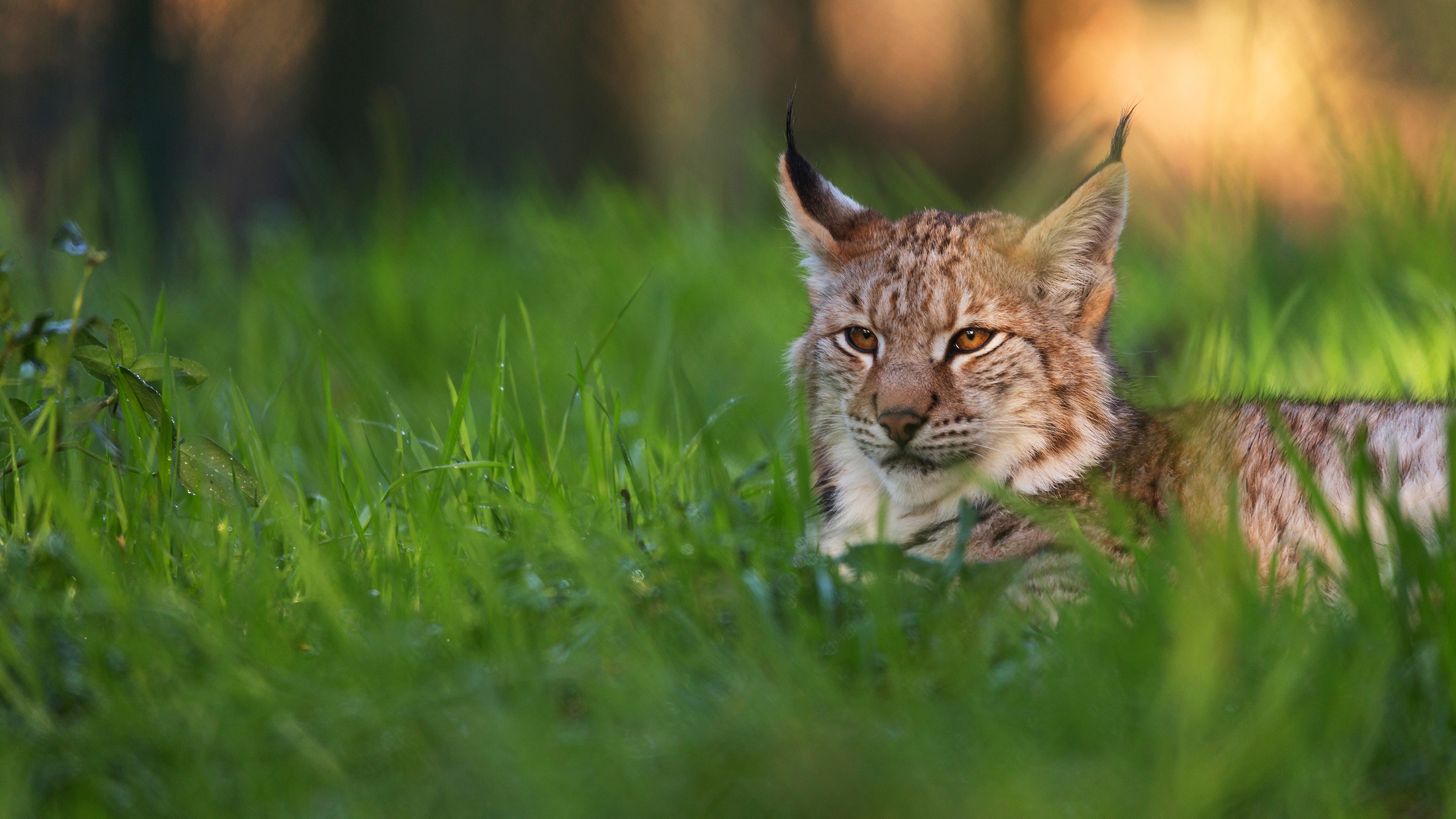 Lynx HD Wallpapers and Backgrounds. 