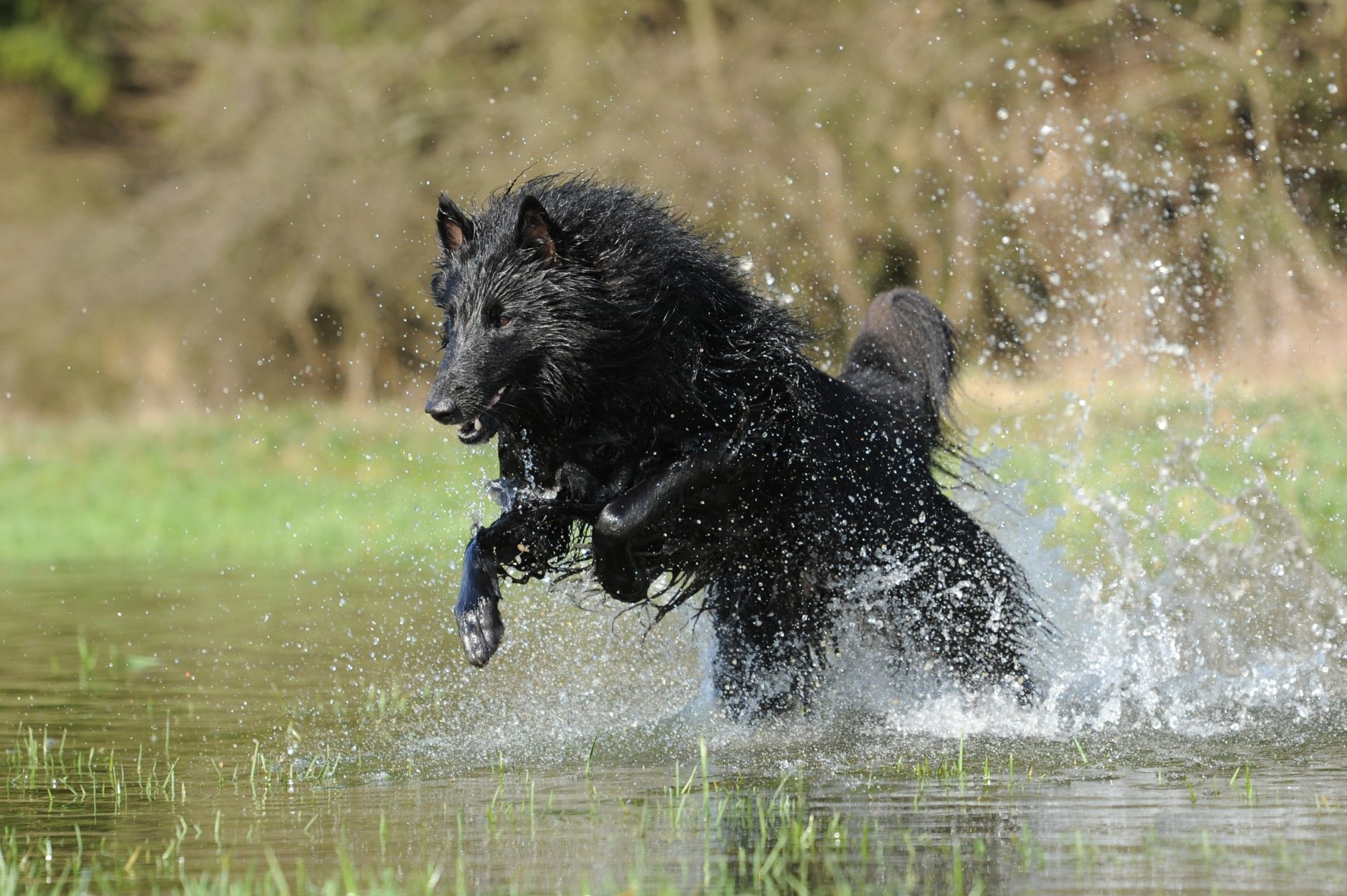 A Belgian Shepherd dog splashes energetically through shallow water, captured in stunning 4K Ultra HD detail.