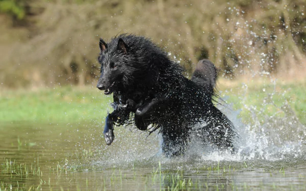 splash dog Animal belgian shepherd HD Desktop Wallpaper | Background Image