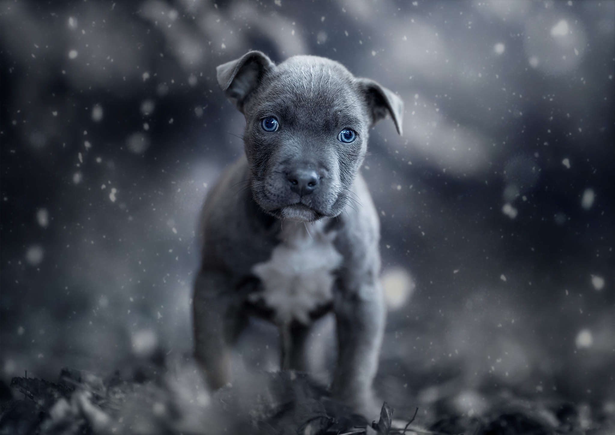 Animal American Pit Bull Terrier HD Wallpaper | Background Image