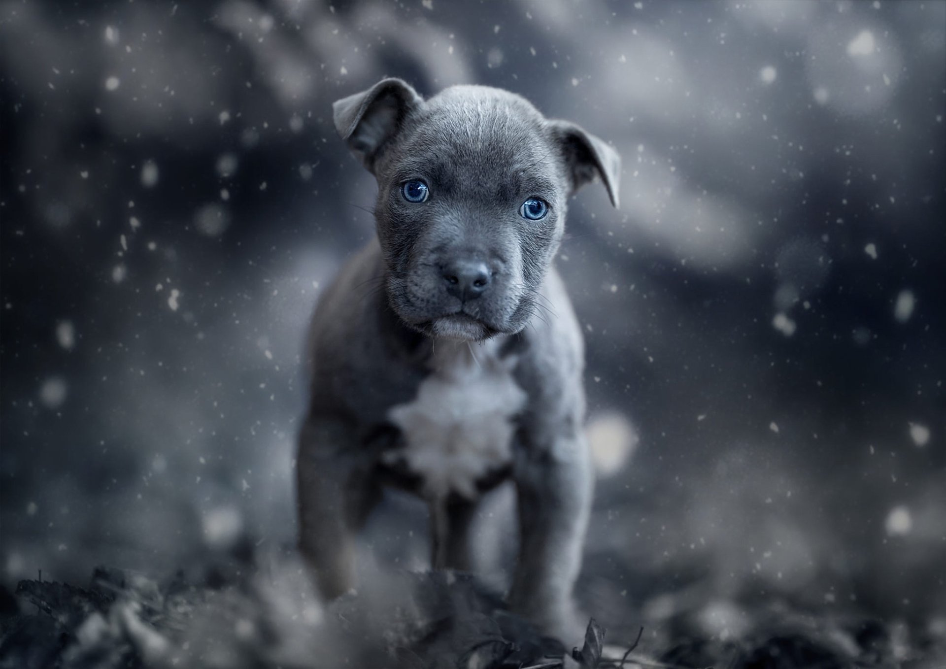 Download Puppy Baby Animal Dog Animal American Pit Bull Terrier HD Wallpaper