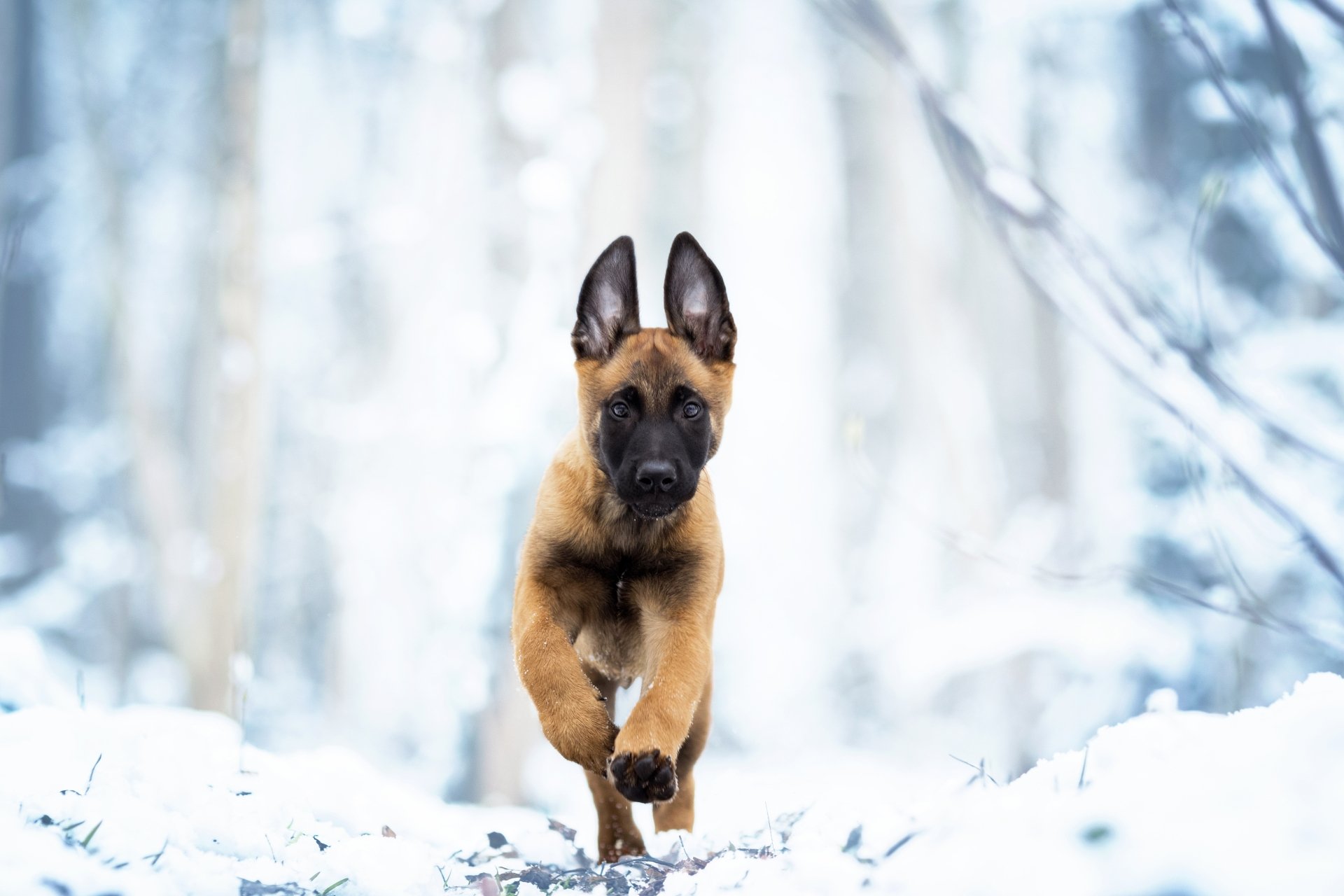 Download Puppy Baby Animal Dog Animal Belgian Malinois 4k Ultra HD Wallpaper