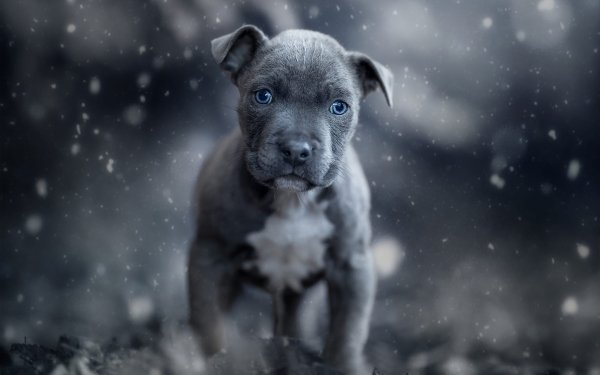Animal American Pit Bull Terrier Dogs Dog Baby Animal Puppy HD Wallpaper | Background Image
