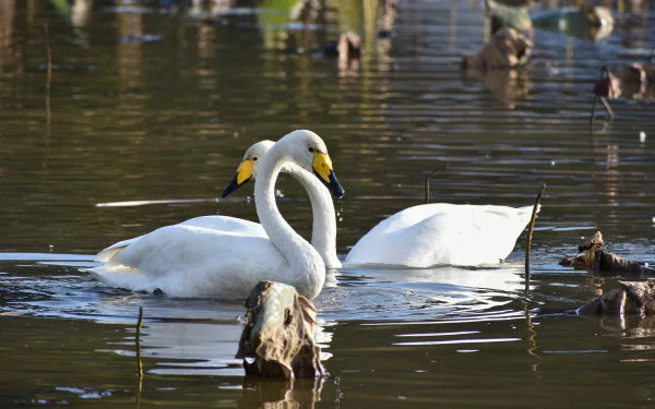 bird Animal swan HD Desktop Wallpaper | Background Image
