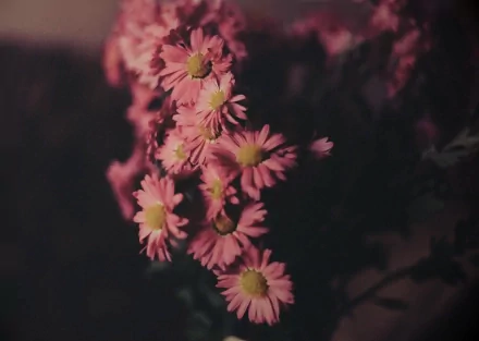 HD desktop wallpaper featuring delicate pink flowers against a dark, blurred natural background, highlighting the beauty of nature and floral detail.