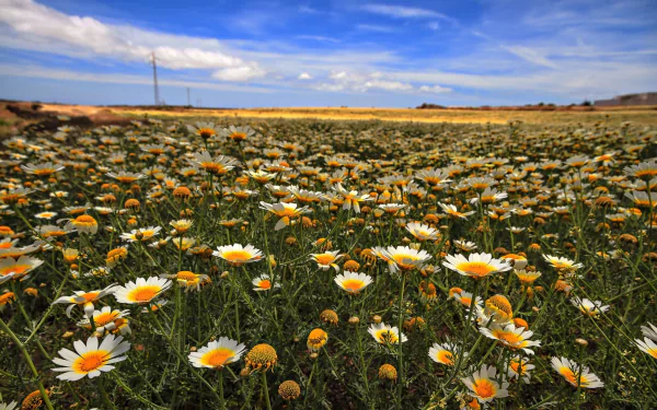 nature chamomile HD Desktop Wallpaper | Background Image