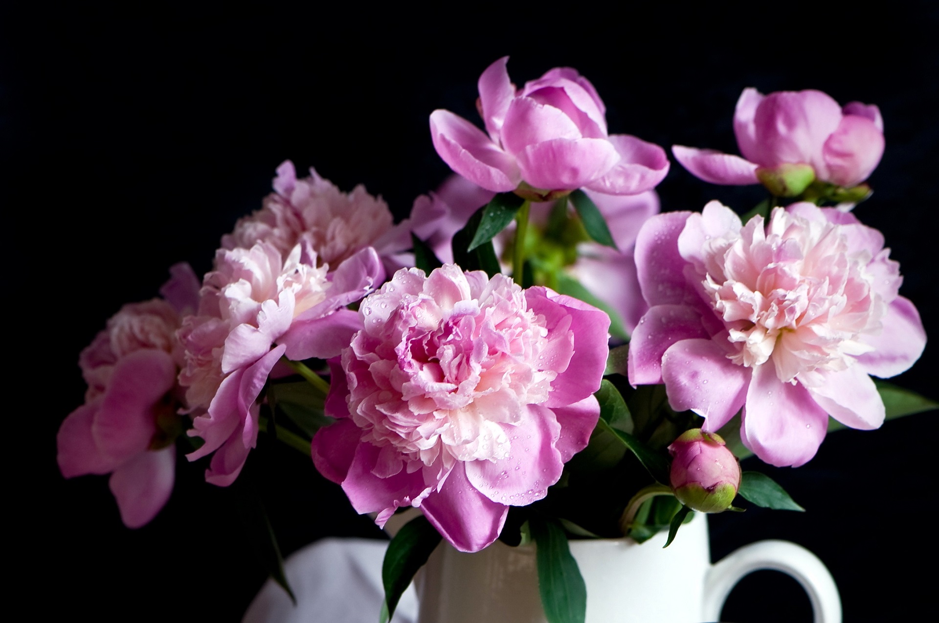 Peonies Desktop Wallpaper Hd