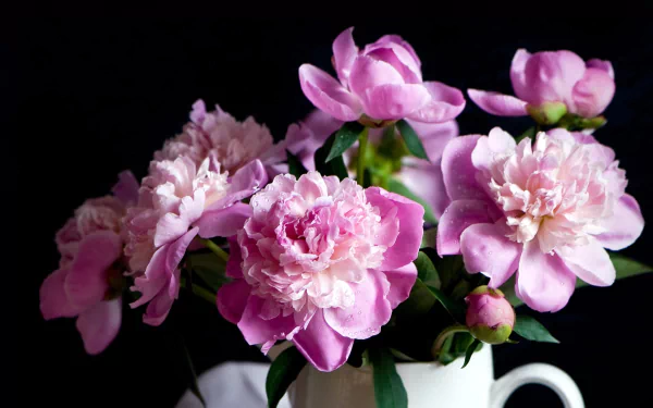 nature peony HD Desktop Wallpaper | Background Image