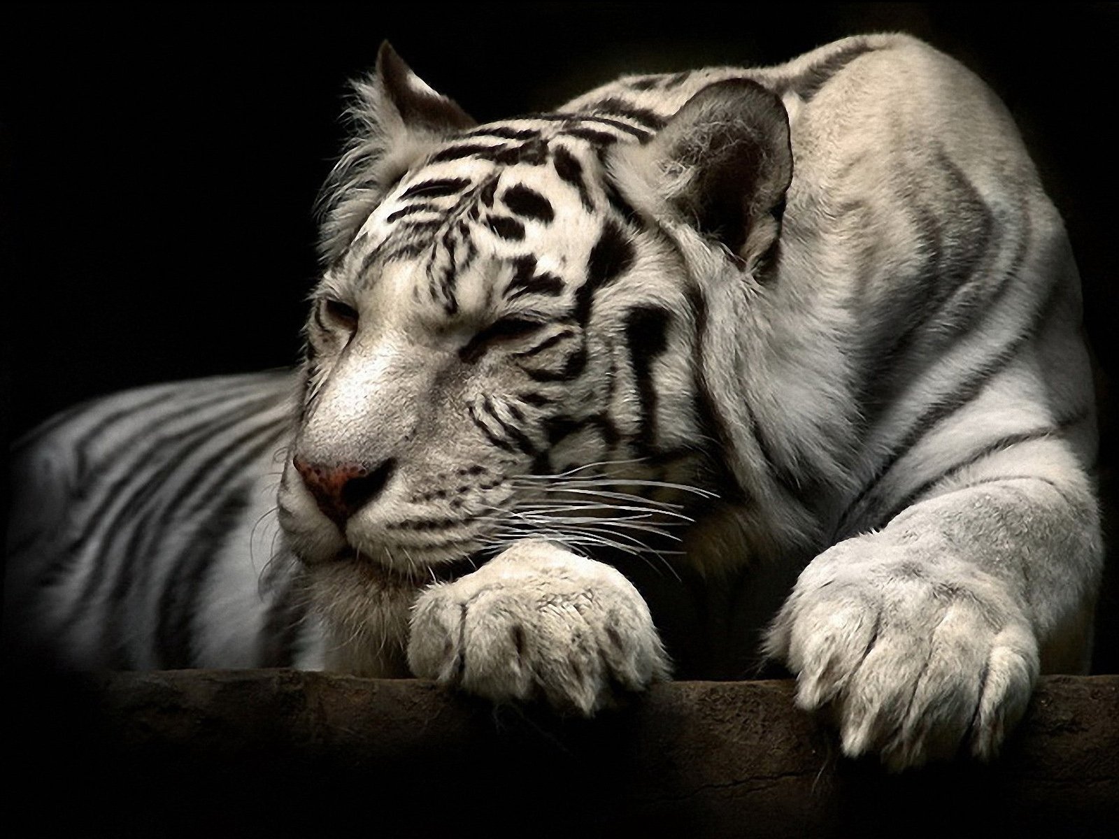 White Tiger Cub Free Photo Download