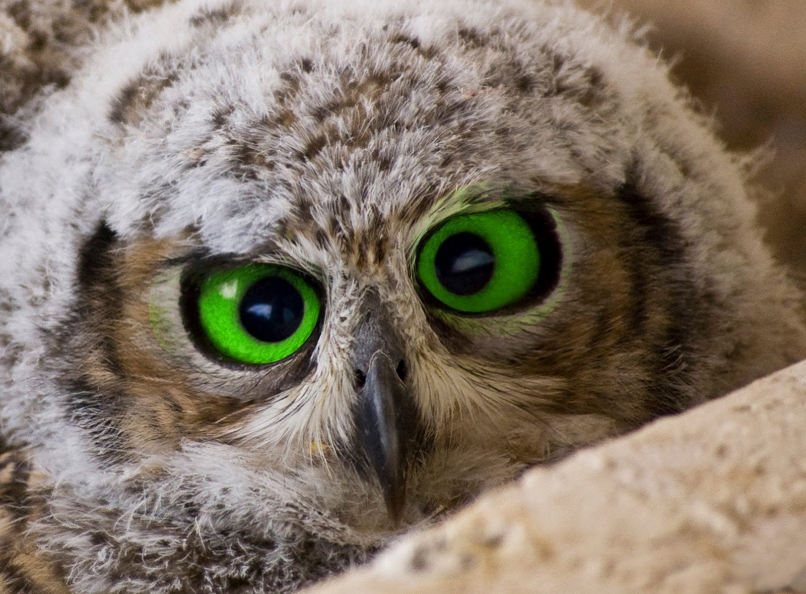 Stunning HD Wallpaper of an Enigmatic Owl