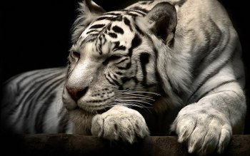 283 White Tiger Hd Wallpapers Background Images Wallpaper Abyss