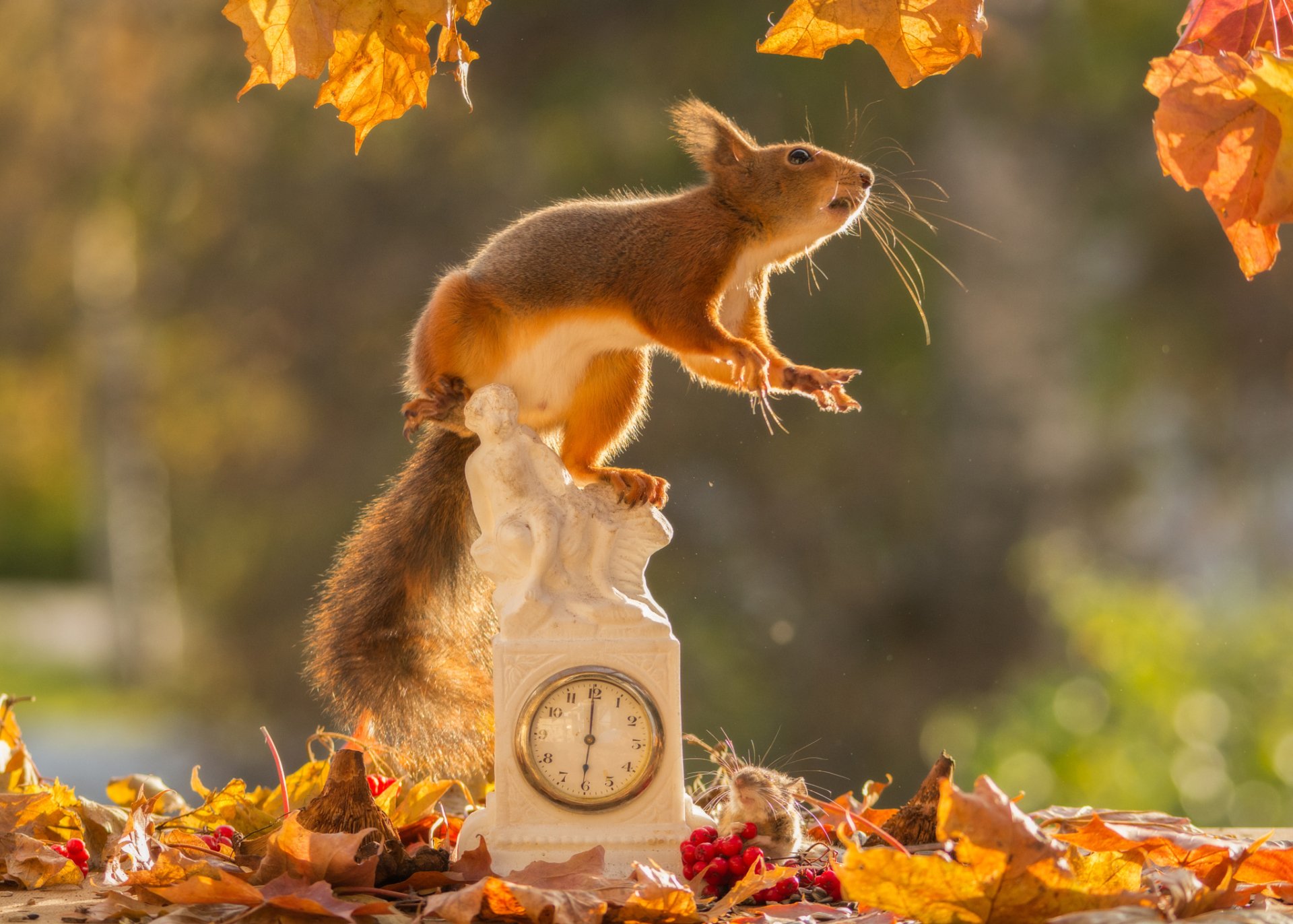 Download Clock Fall Rodent Animal Squirrel HD Wallpaper