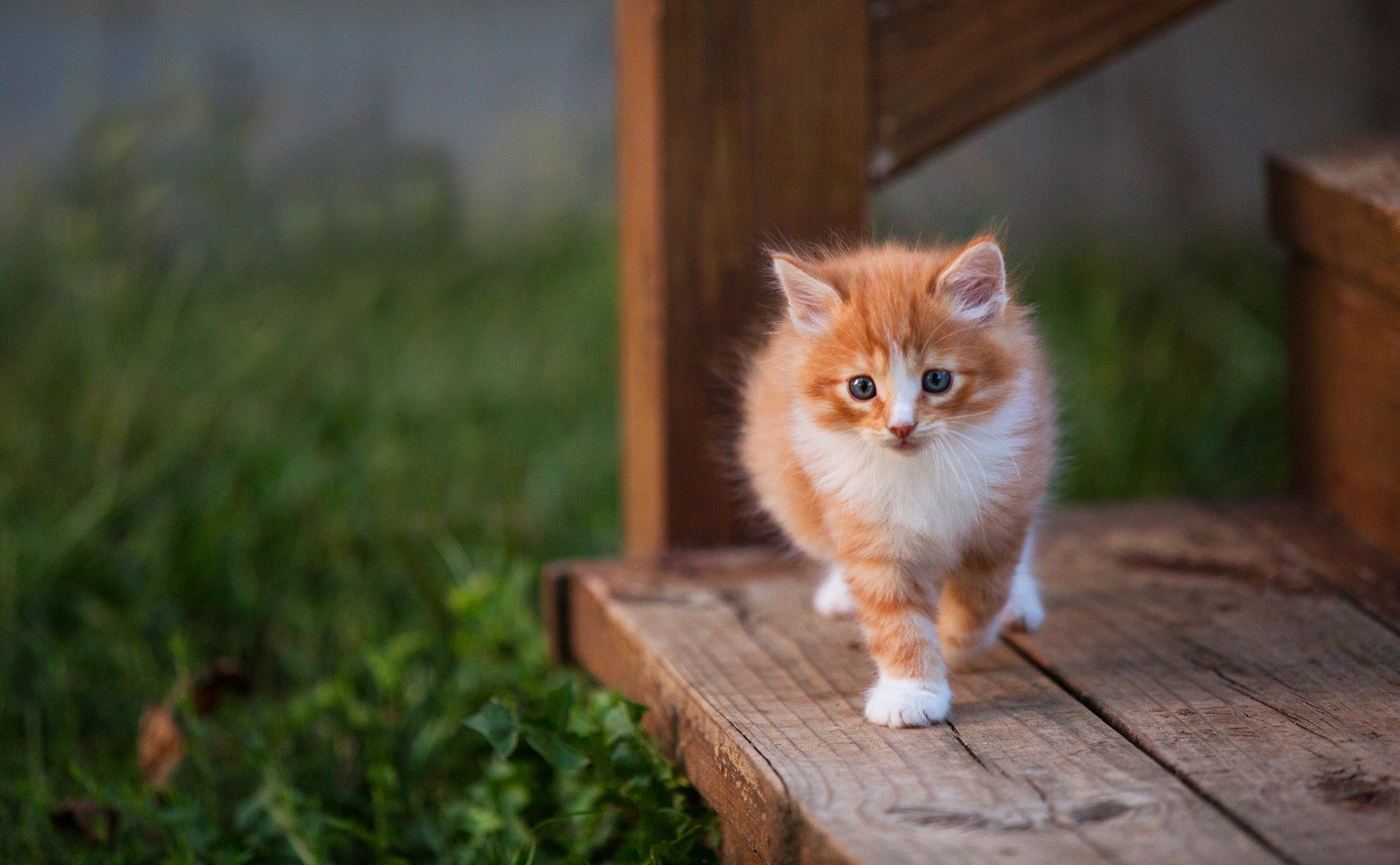 Furry HD Kittens Portrait