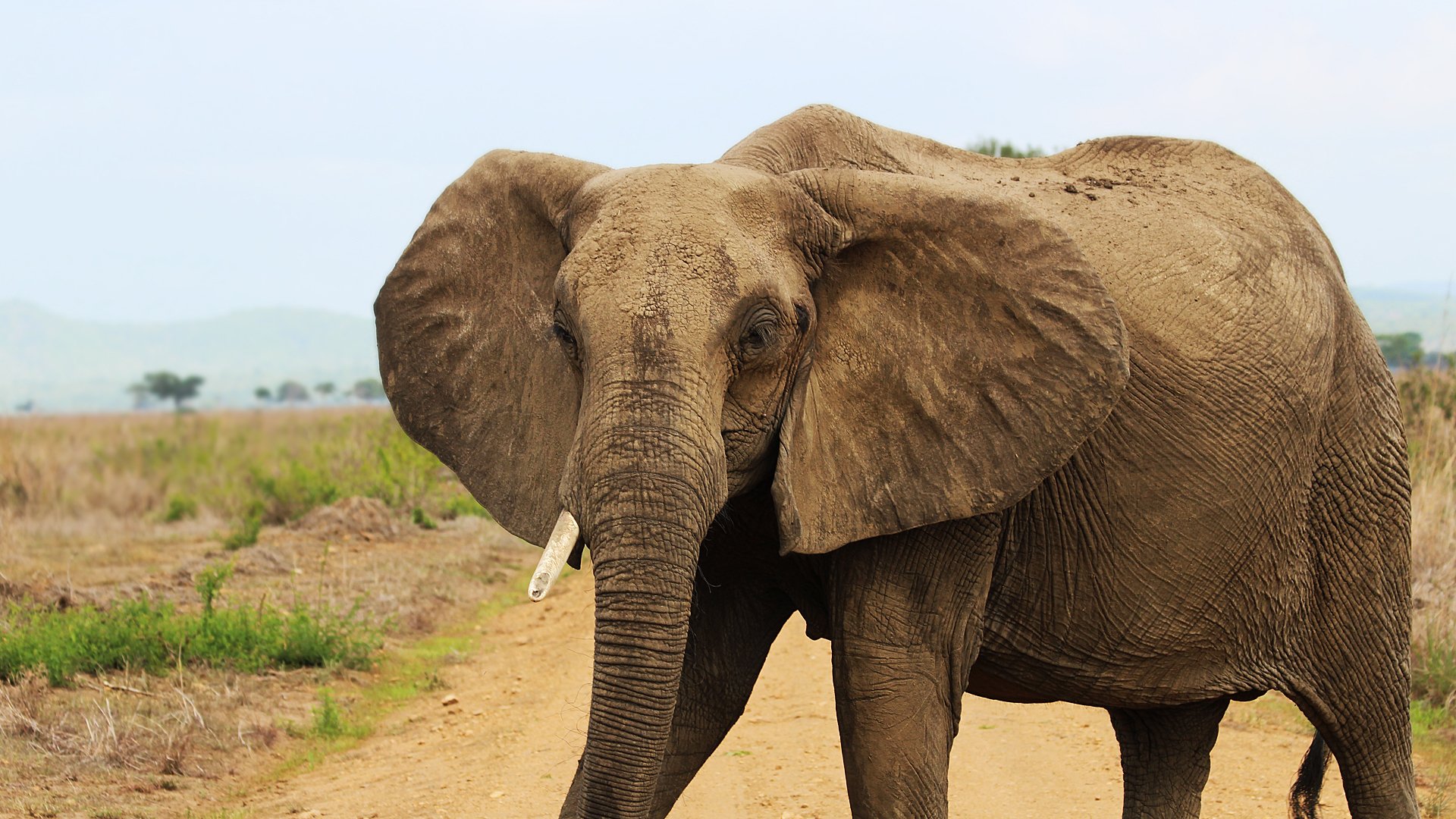 Elephant from Tanzania by Ben-E-Hoel