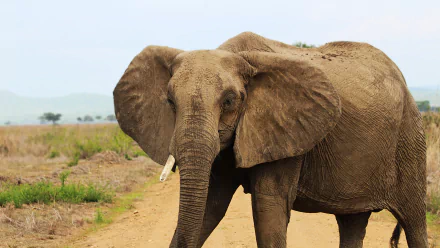 Elephant from Tanzania