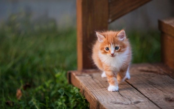 Animal Cat Cats Baby Animal Kitten HD Wallpaper | Background Image