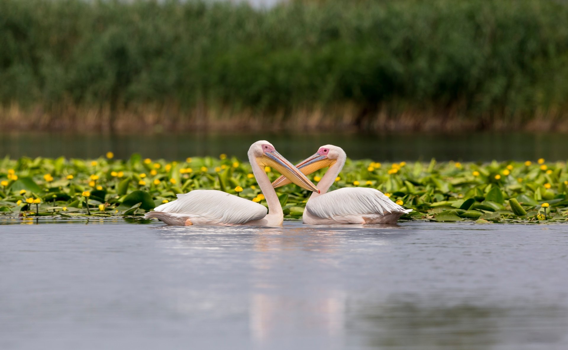 Download Bird Animal Pelican 4k Ultra HD Wallpaper