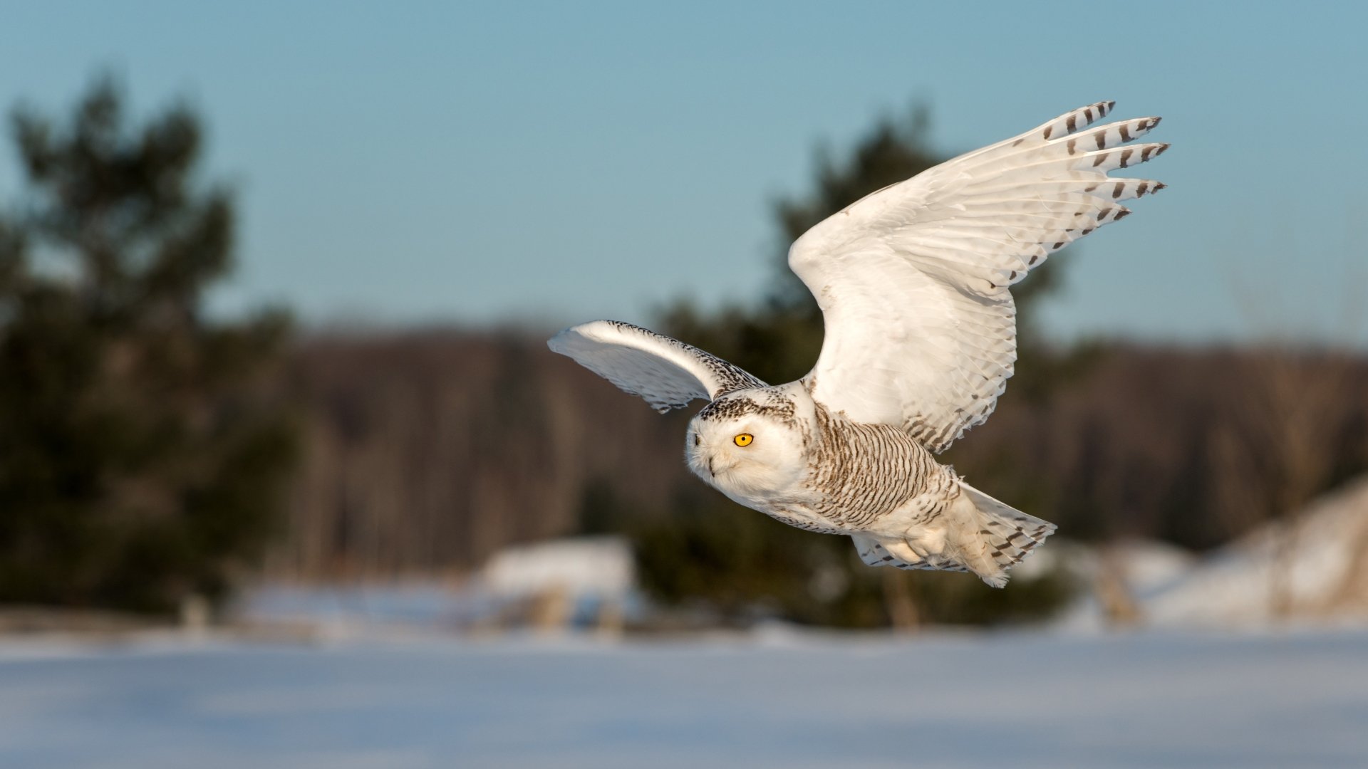 Snowy owl in mid-flight over a snowy landscape, captured in stunning 4K Ultra HD quality, showcasing its detailed feathers and sharp gaze against a blurred natural background.