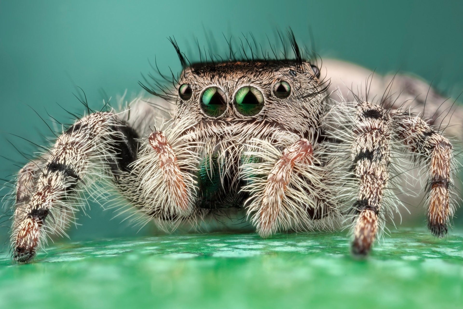 Download Spider Arachnid Macro Animal Jumping Spider HD Wallpaper