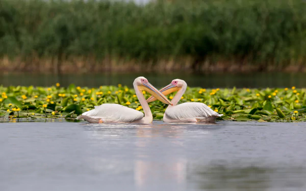 bird Animal pelican HD Desktop Wallpaper | Background Image