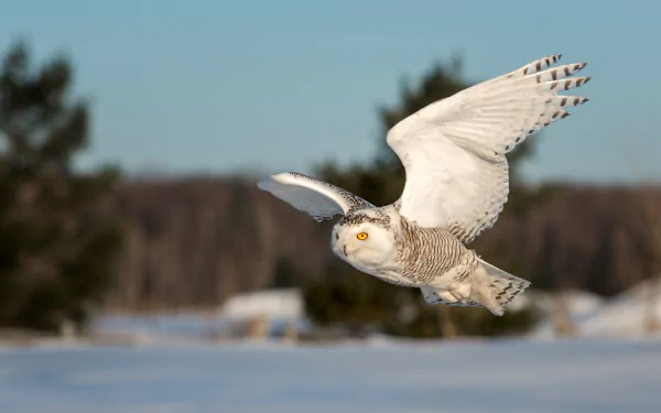 Snowy owl in mid-flight over a snowy landscape, captured in stunning 4K Ultra HD quality, showcasing its detailed feathers and sharp gaze against a blurred natural background.