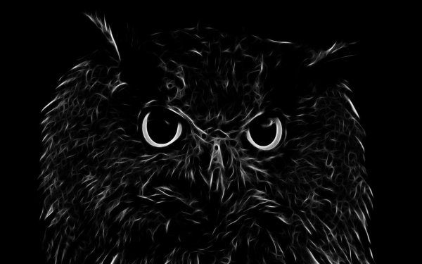 Animal Artistic Owl Bird Fractal Black & White HD Wallpaper | Background Image