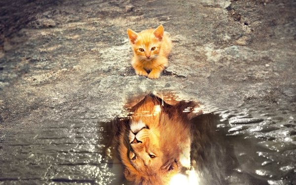 Animal Cat Cats Lion HD Wallpaper | Background Image