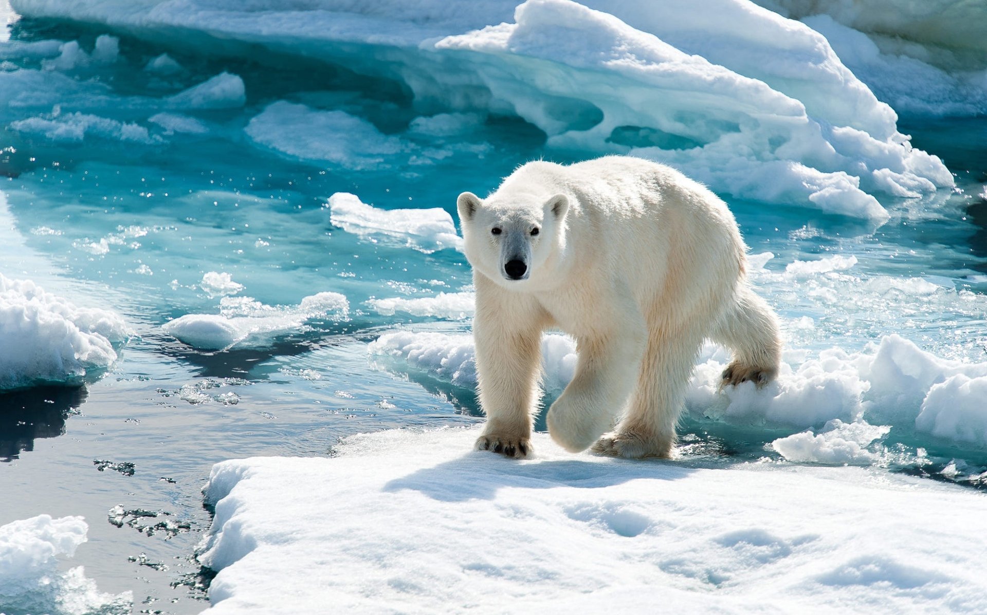 Polar Bear On Arctic Sea Ice Hd Wallpaper Background Image
