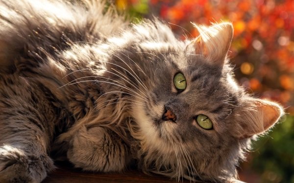 Animal Cat Cats Stare HD Wallpaper | Background Image