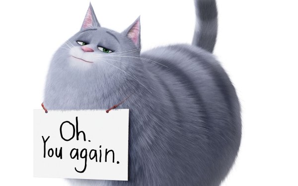 Movie The Secret Life of Pets 2 Chloe HD Wallpaper | Background Image