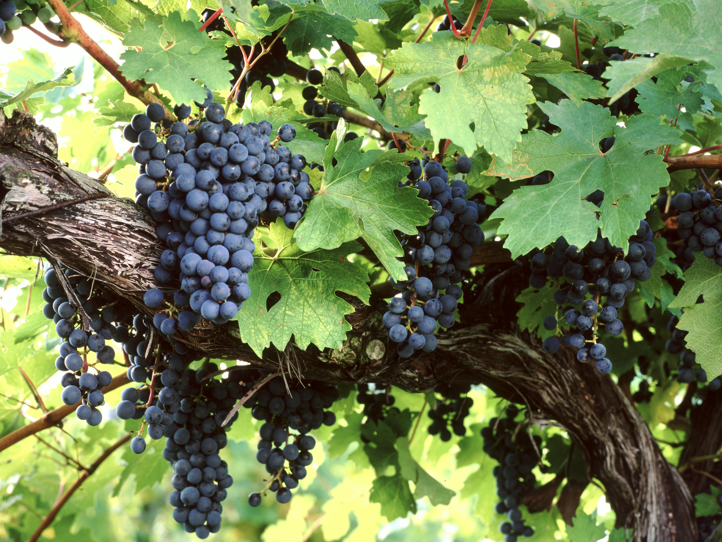 В виде виноградных гроздей. Vitis amurensis. Виноград Vitis. Виноград Каберне Совиньон.
