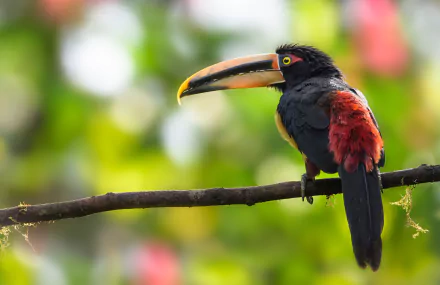 HD PC desktop wallpaper featuring a toucan bird with a prominent beak perched on a branch, showcasing vibrant black and red feathers against a blurred green background.