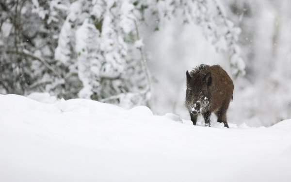 Animal Boar Winter Snow HD Wallpaper | Background Image