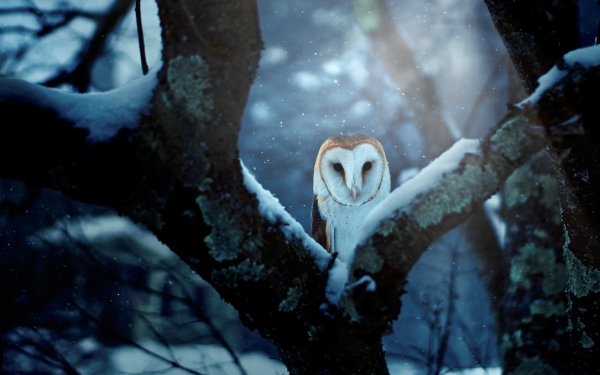 Animal Barn owl Birds Owls Bird Winter HD Wallpaper | Background Image