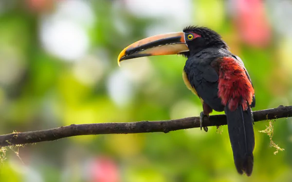 HD PC desktop wallpaper featuring a toucan bird with a prominent beak perched on a branch, showcasing vibrant black and red feathers against a blurred green background.