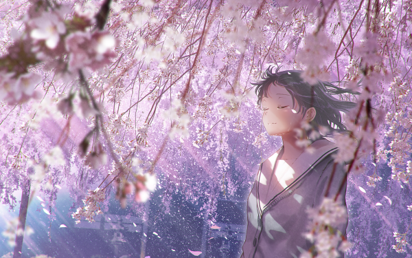 Anime Girl Sakura HD Wallpaper | Background Image
