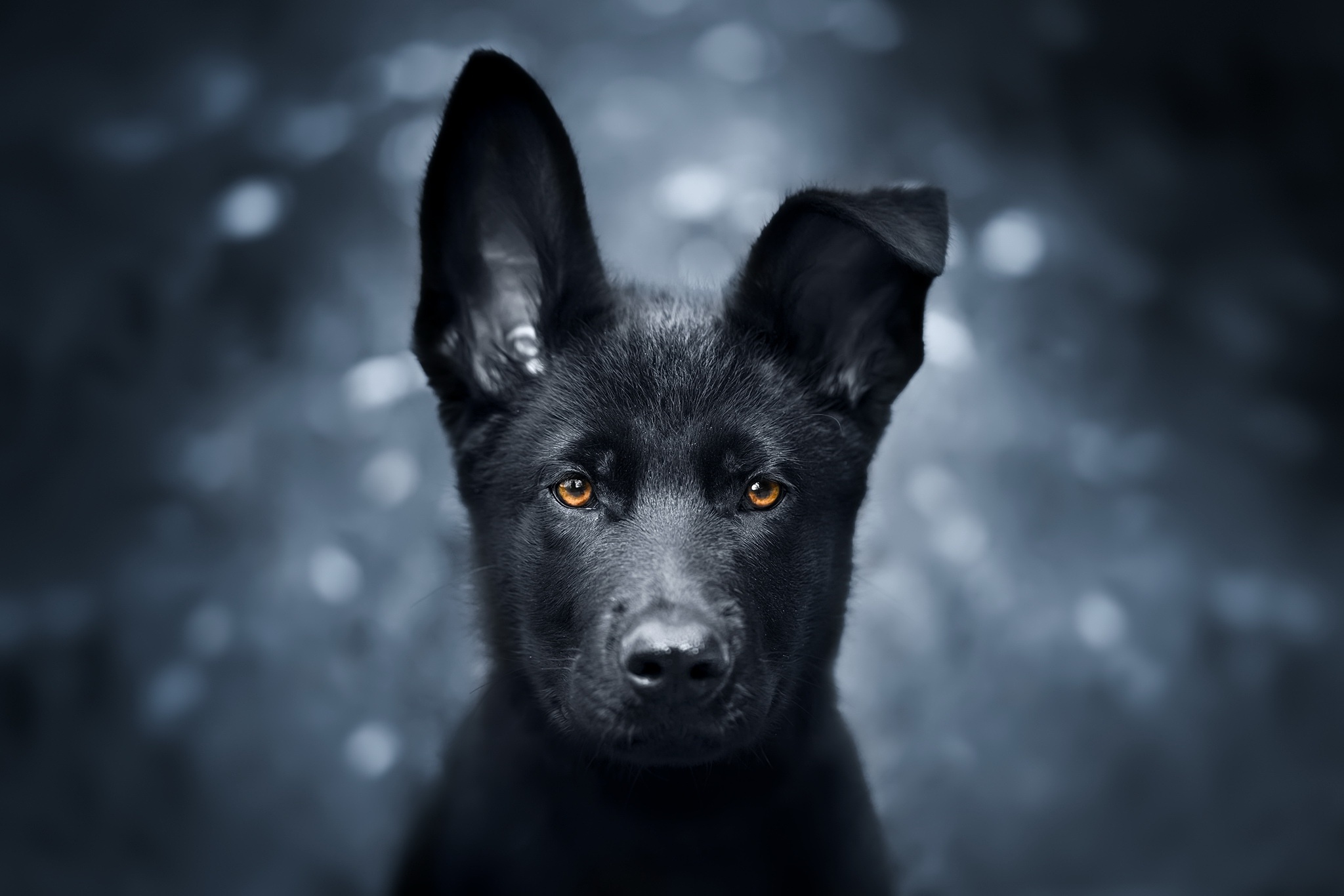 Animal German Shepherd HD Wallpaper by Jelena Jovanovic