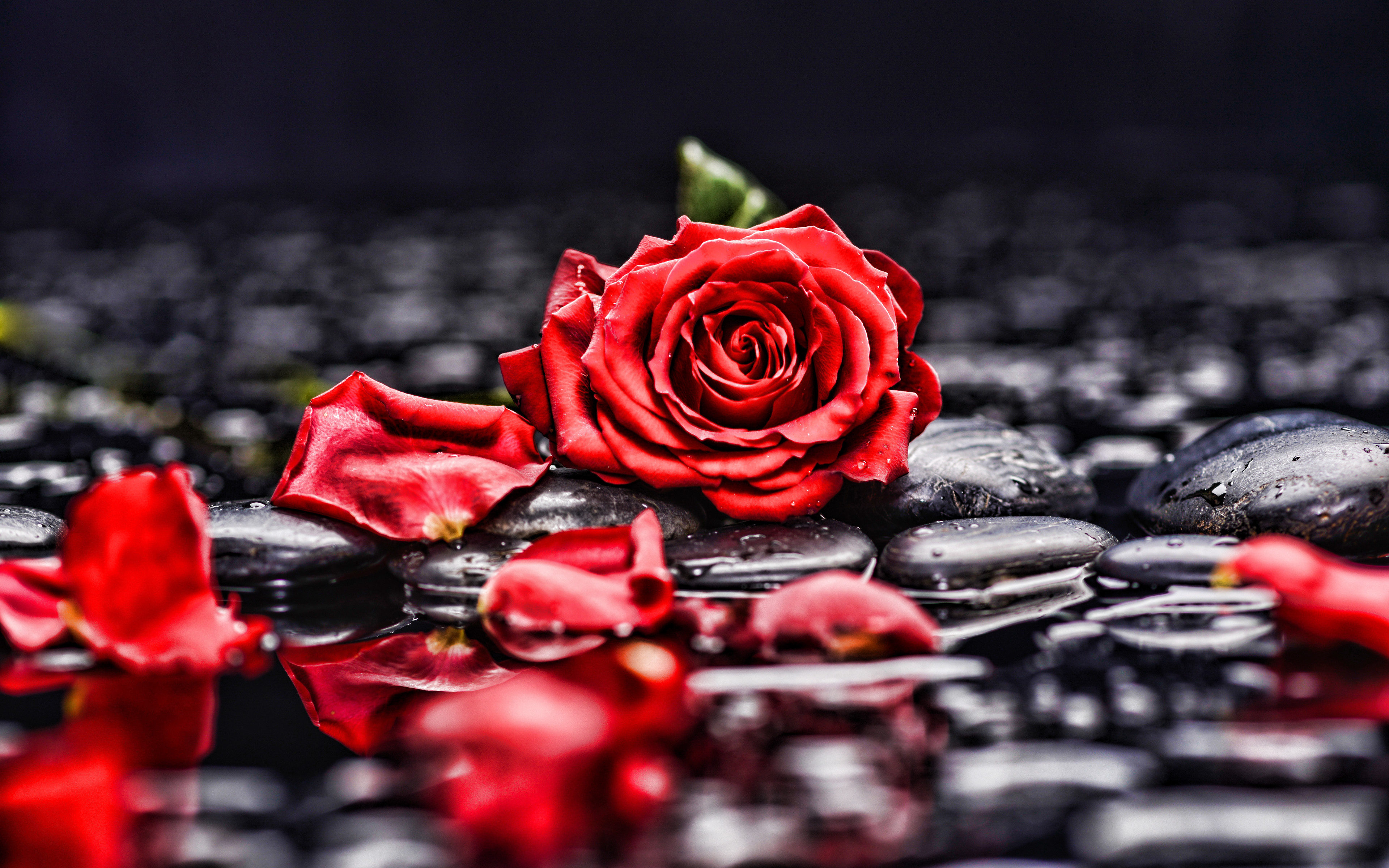 Red Rose 4k Wallpapers Top Free Red Rose 4k Backgroun - vrogue.co