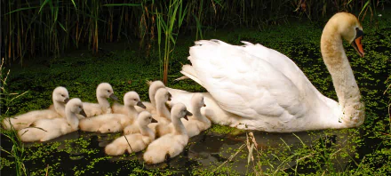  Swan and her cygnets