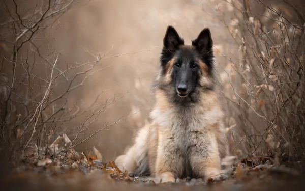 Malinois dog Animal belgian shepherd HD Desktop Wallpaper | Background Image