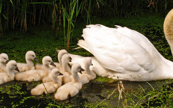  Swan and her cygnets