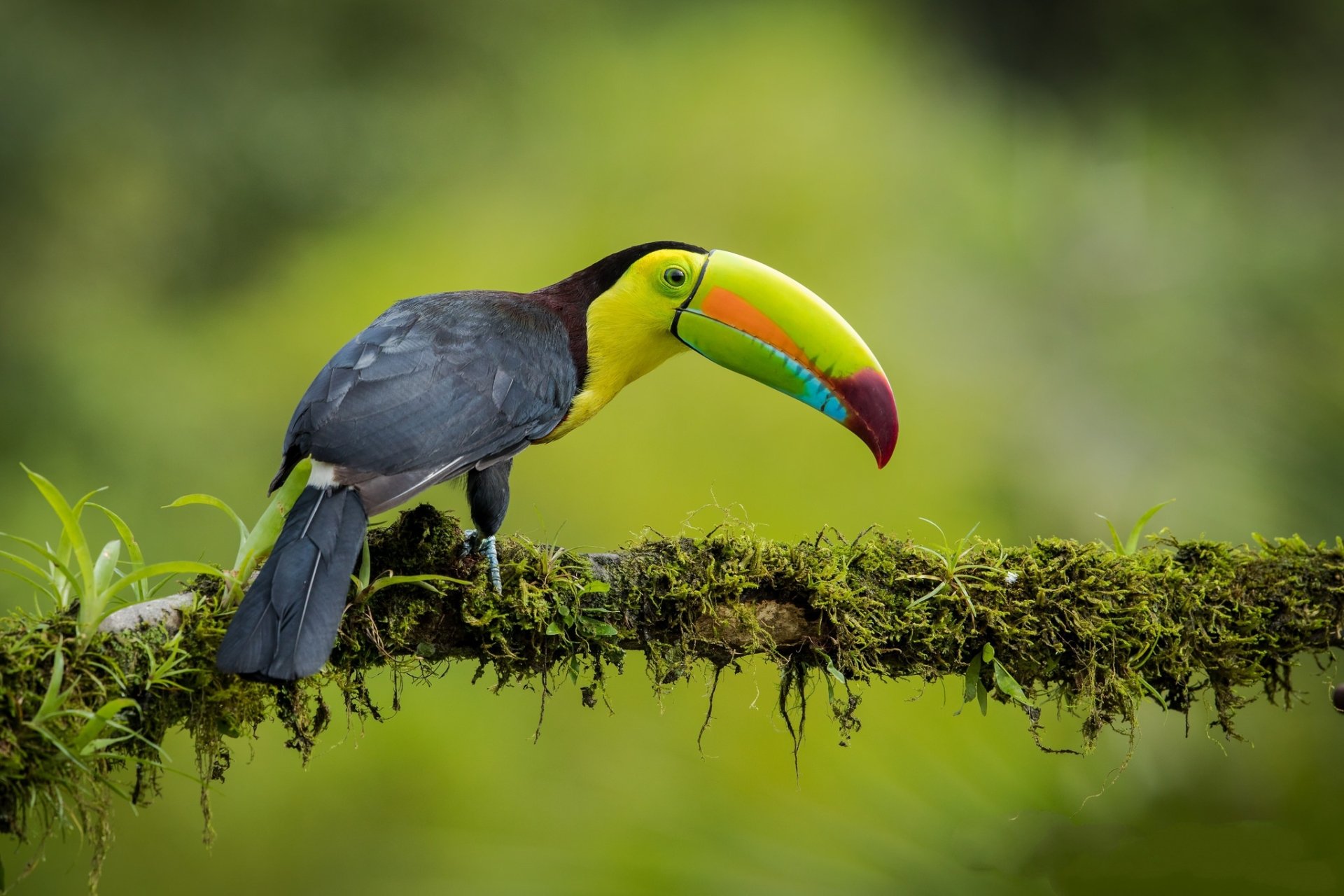 Download Beak Bird Animal Toucan HD Wallpaper