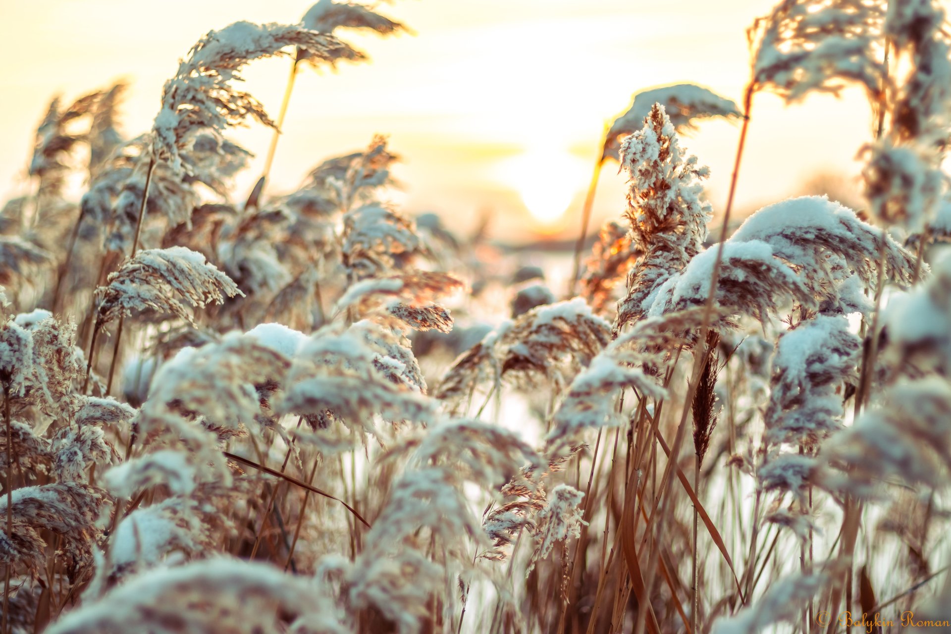 Download Nature Close-up 4k Ultra HD Wallpaper by Vergilius