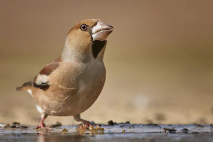 passerine bird Animal Hawfinch HD Desktop Wallpaper | Background Image